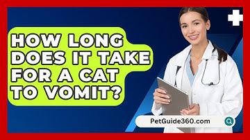 How Long Does It Take For A Cat To Vomit? - PetGuide360.com