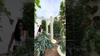 Vertical Farming With Kale On Aeroponic Towers - Agriculture Technology