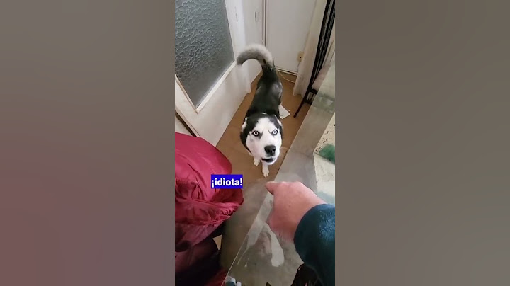 cuando tu perro te dice que eres muy malo 🤣