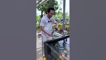 Multi Color GoldFish hạt nổi. Thức ăn tăng màu cao cấp cho cá…#06/10.25