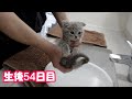 【生後54日目の子猫】手足を洗う赤ちゃん猫が可愛過ぎる！＃90