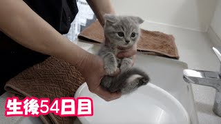 【生後54日目の子猫】手足を洗う赤ちゃん猫が可愛過ぎる！＃90