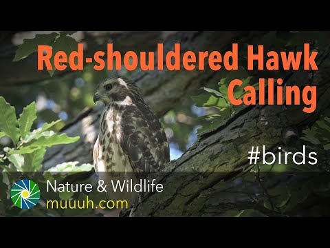 Juvenile Red-shouldered Hawk Calling its Parents