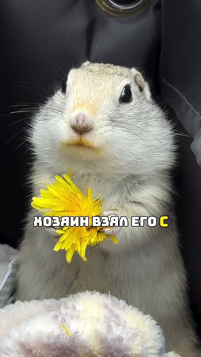 Самый милый суслик - YouTube