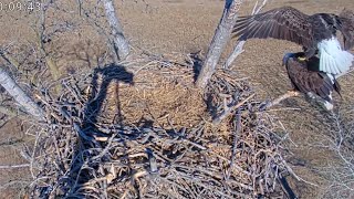 Kansas Eagles 1-21-26.  Harvey & Ellie Set a New Cam View Mating Record @ 5!  + 2 Prey & Nest Work!