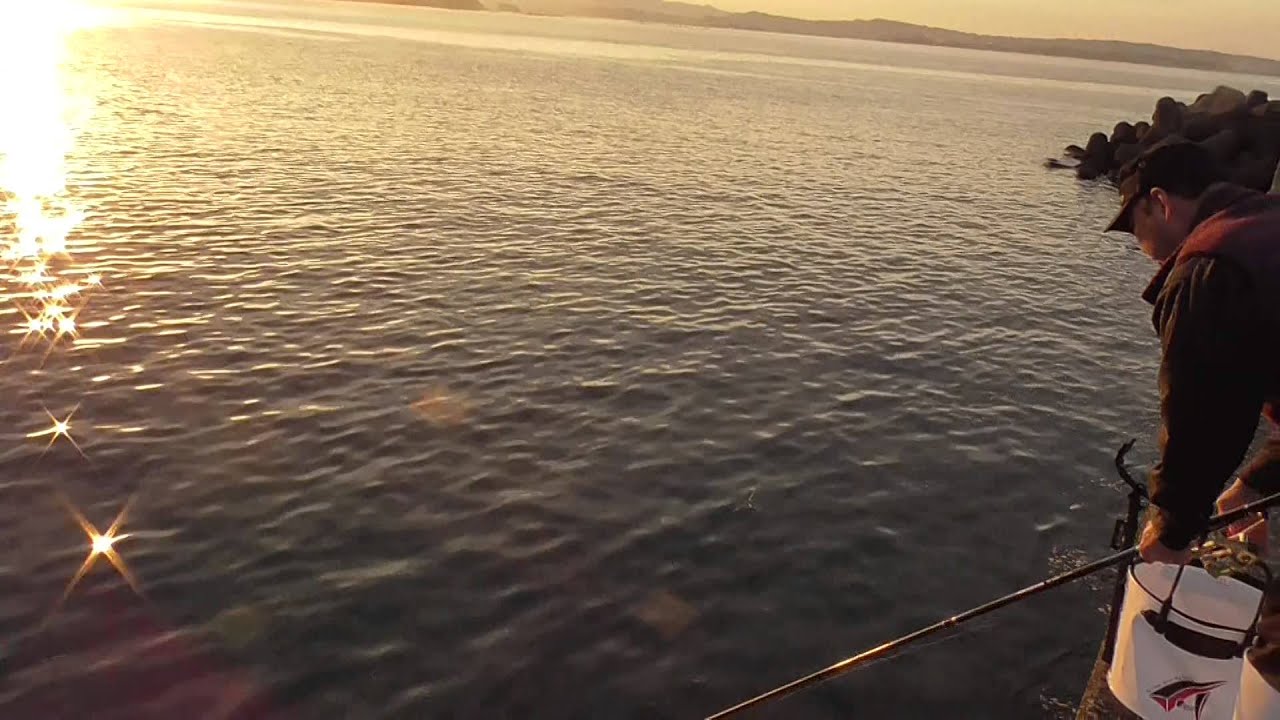 サビキで釣ったネンブツダイを泳がせてアオリイカウキ釣り Youtube