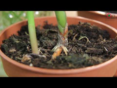 Videó: Gyöngyvirág átültetése – Hogyan ültessük át a gyöngyvirágot