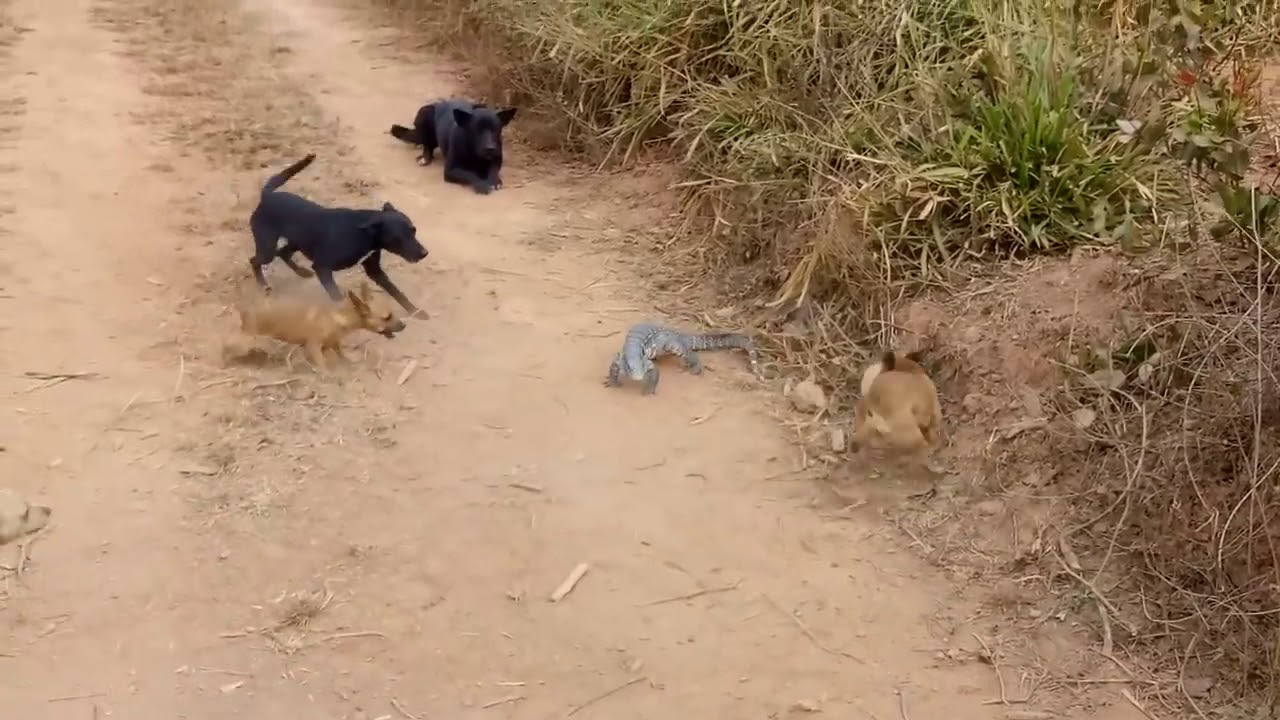 Dog V/S big lizard fight animals fight wild animals Fight