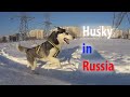Husky runs on snow. Хаски бегает по свежему снегу