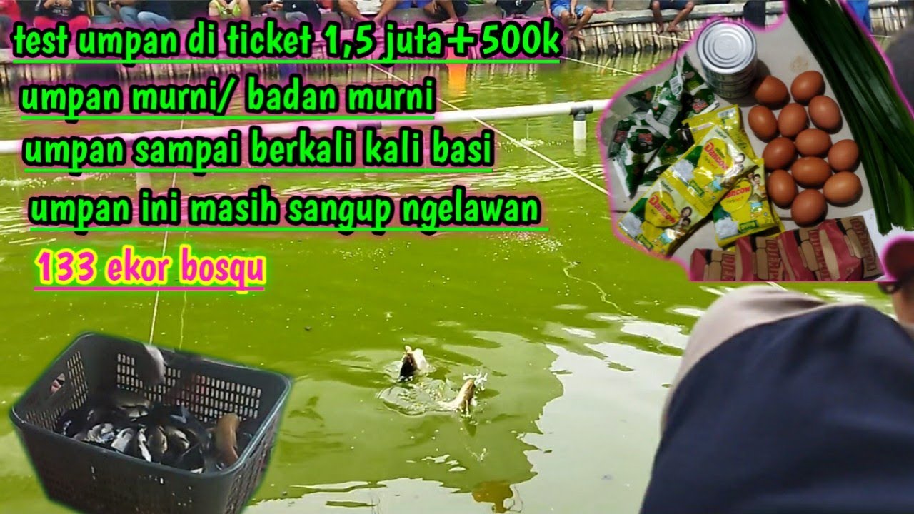 Racikan umpan ikan mas putih wow sampe dapet 133 ekor,👍👍👍jos gandos