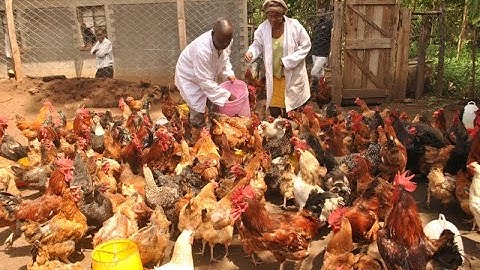 MILLIONAIRE KIENYEJI CHICKEN FARMER SUCCESS STORY. PART 1