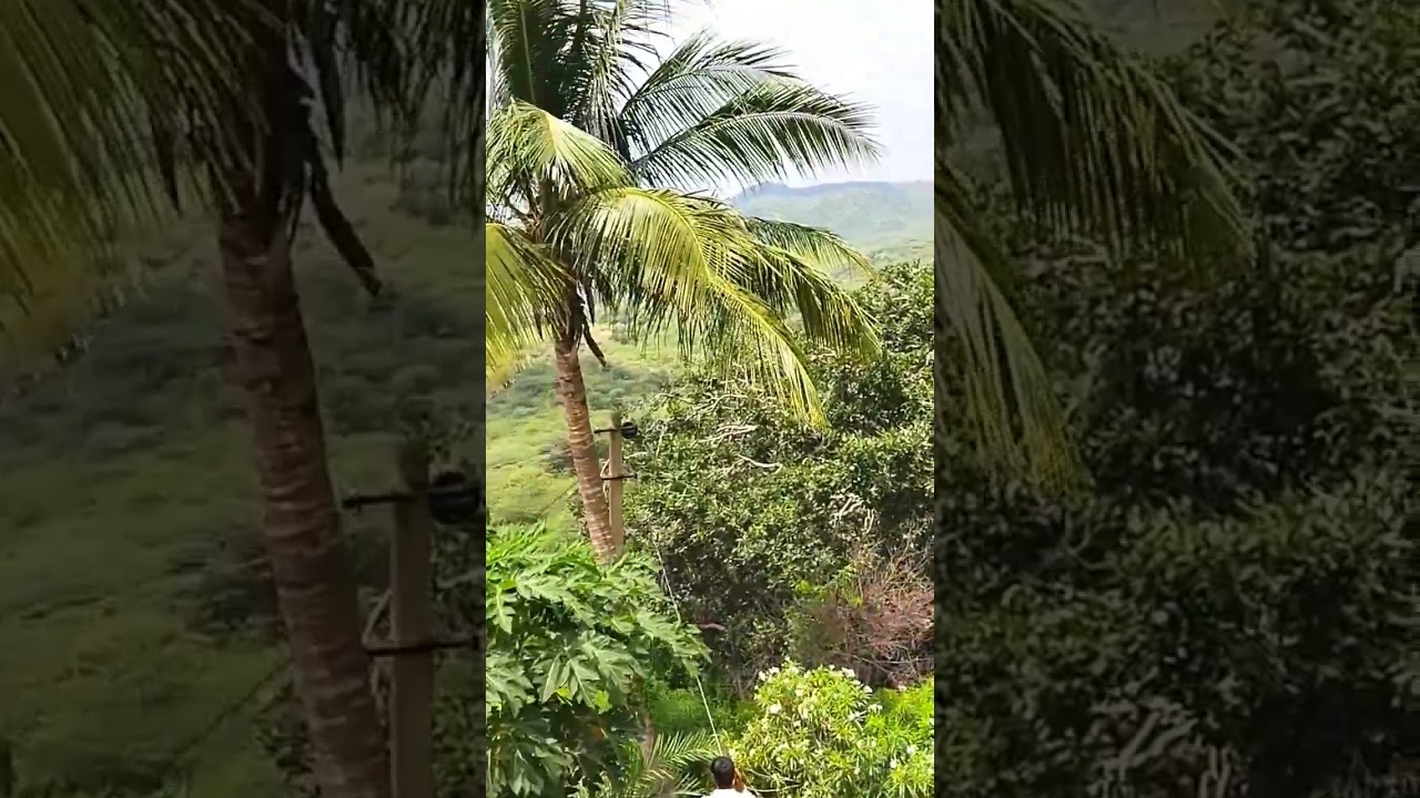 monkey 🐒 videos || the beauty of RJ. || beauty of Nature videos