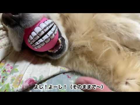 Golden Retrieverはっちの奮闘記のユーチューブ Youtuber665