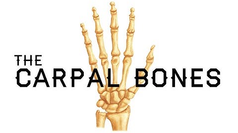 How to Remember the Carpal Bones - Carpal Bones Mnemonic - MEDZCOOL