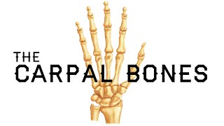 How to Remember the Carpal Bones - Carpal Bones Mnemonic - MEDZCOOL