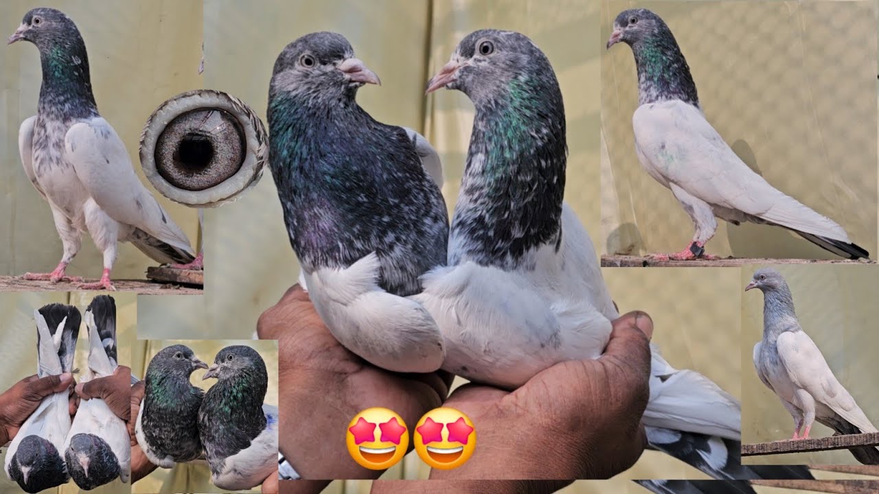 Original Chandakhani😱Maili Aankh Ke Bhure Golden🤩Bhure Bajre Rampuri Kabootar. Pramod Bhai 🥳