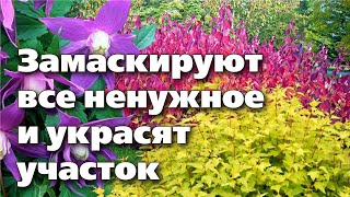 Растения Для Декорирования Неприглядных Зон В Саду. Подбираем Вместе С Биологом