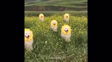 random videos i have saved on my phone without context 2