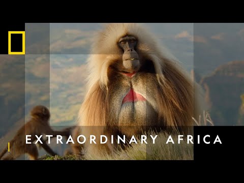 The Largest Migrations On Earth | Animal Travels | National Geographic Wild