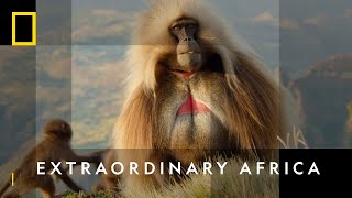 The Largest Migrations On Earth | Animal Travels | National Geographic Wild