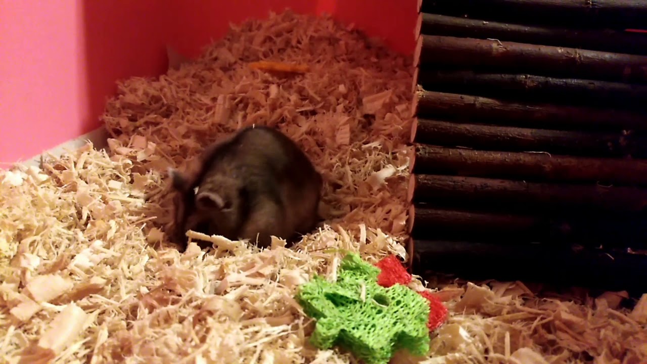 Meet Sam The Ham YouTube