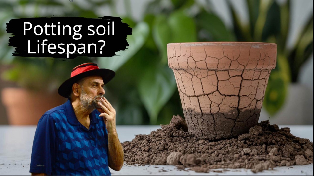 Do You Need to Replace Old Potting Soil? How do You Revive It?