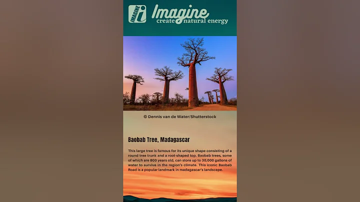 Baobab Tree, Madagascar