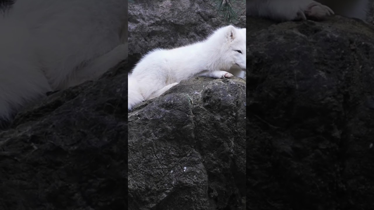 Arctic Prowess The Clever Chronicles of White Fox Intelligence