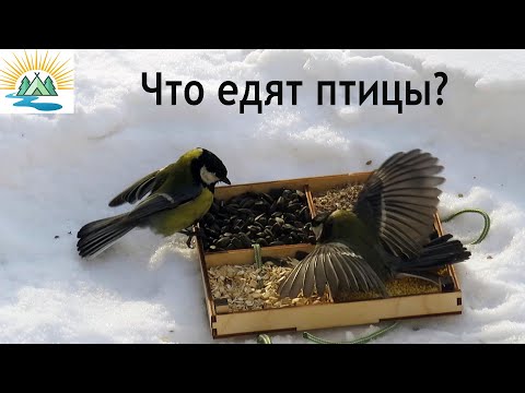 Что едят птицы зимой: эксперимент по выбору корма для синиц и воробьев