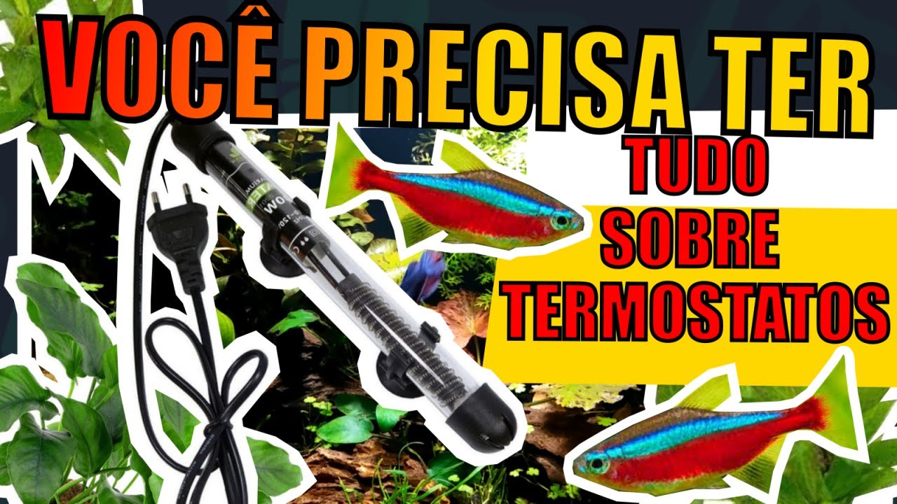 🔴TERMOSTATO: TUDO QUE VOCÊ PRECISA SABER! |Mr. Betta|