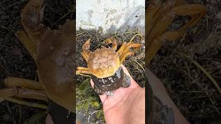 Crabs are soft after they molt.#didyouknow#knowledge#amazing#fyp #shorts