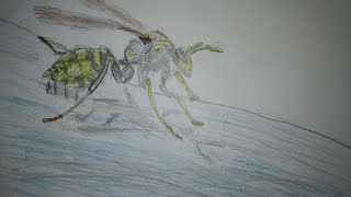 Как я рисовал осу палач/How I drew the hangman wasp