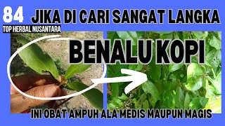 Manfaat Benalu Kopi yang luar biasa untuk kesehatan, #benalukopi  #obatalami80, #benalu