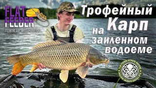 Трофейный карп на заиленном водоеме. Летняя флэт фидерная рыбалка