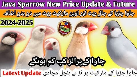 Java Finch Ka Mustakbil | Java Sparrow Latest Price Update | Java business future in 2024 - 2025