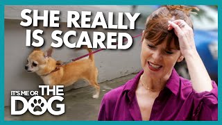 Can Walks be Made More Pleasant for Terrified Dog? | It's Me or The Dog