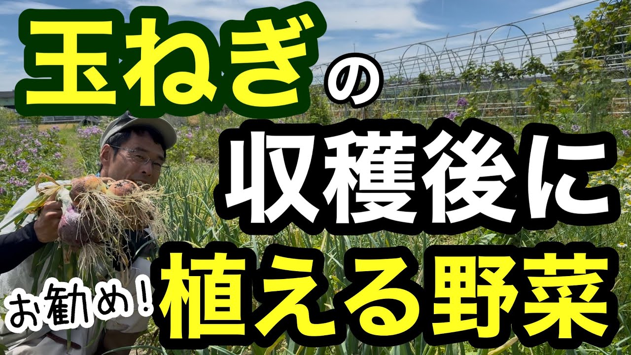 Onion Cultivation] Recommended Vegetables to Plant After Onions