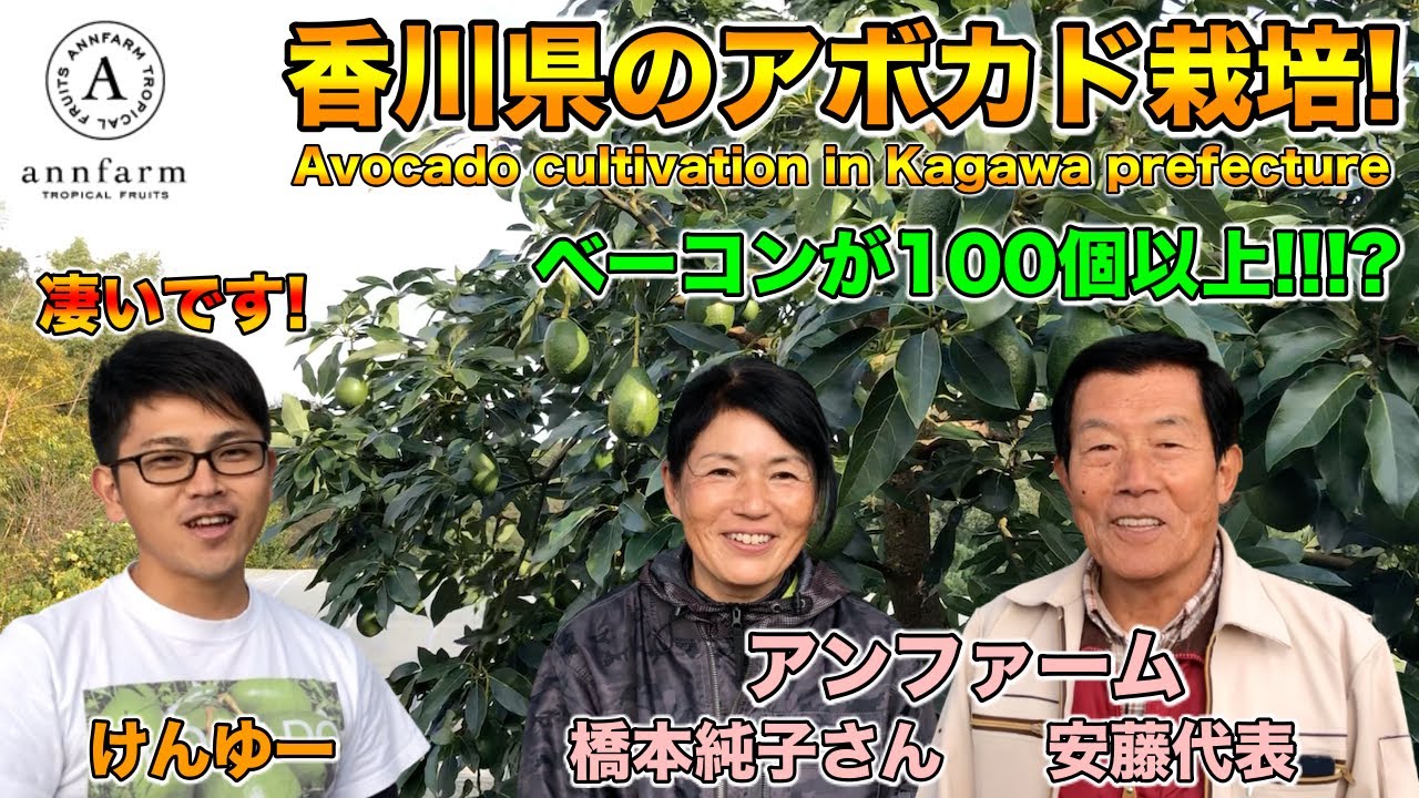 【アンファームさんコラボ1】香川のアボカド栽培！露地でしっかりと結実！ベーコンが100個も！？【大規模栽培！】Japanese avocado cultivation!