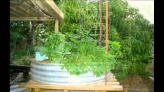 Aquaponic Plant Growth, is Amazing - (Your Future is Bright)