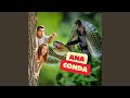 Anaconda