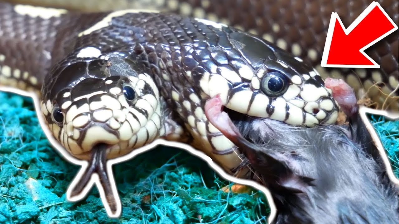 vlogs in spanish TWO HEAD SNAKE FEEDING!! CLOSE CALLS WITH DANGEROUS REPTILES!! | BRIAN BARCZYK