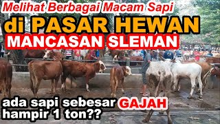 Eps 250 | ADA SAPI SEBESAR GAJAH DI PASAR HEWAN SLEMAN. Woow . . by Om Boen Channel 1,051 views 2 weeks ago 18 minutes