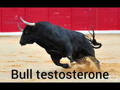 Bull Testosterone Testosterone Booster Subliminal