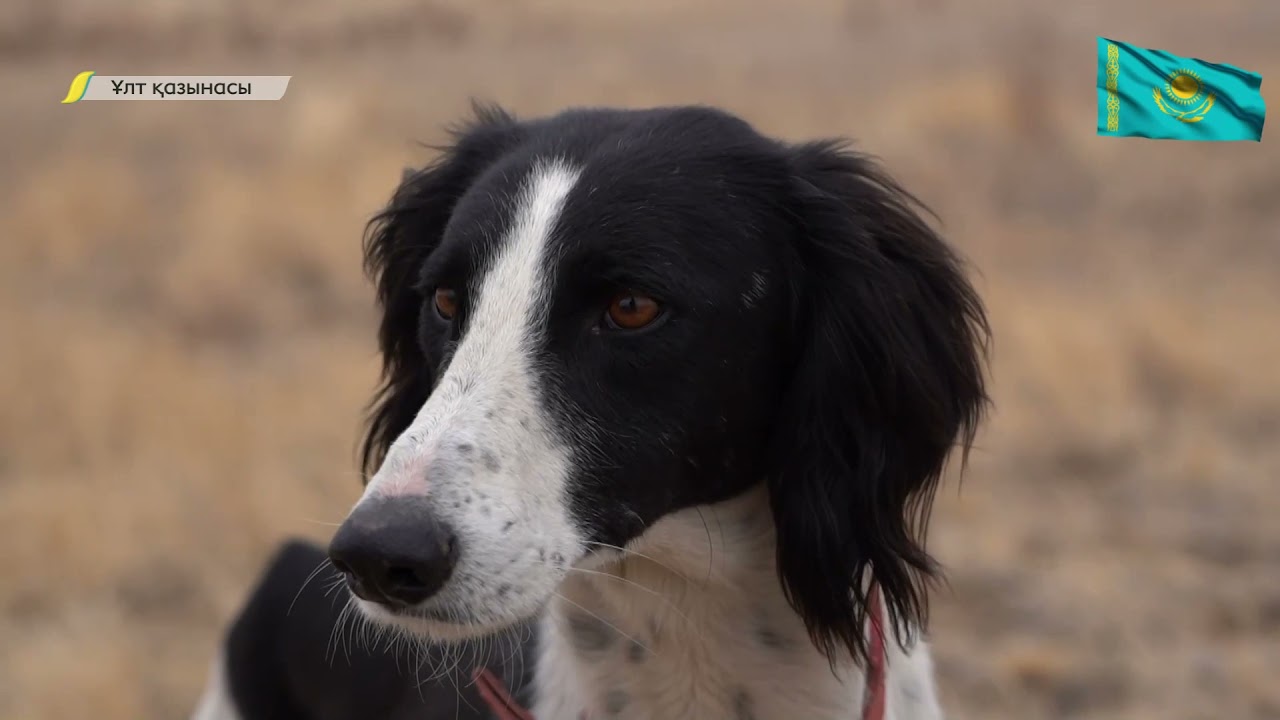 ҰЛТ ҚАЗЫНАСЫ. Сейіл серуен