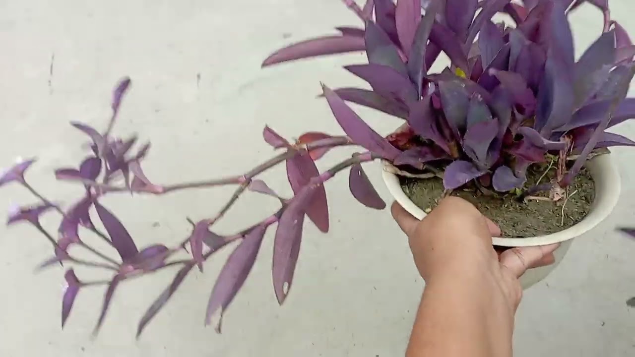 Purple heart 💜 plant very easy to care  