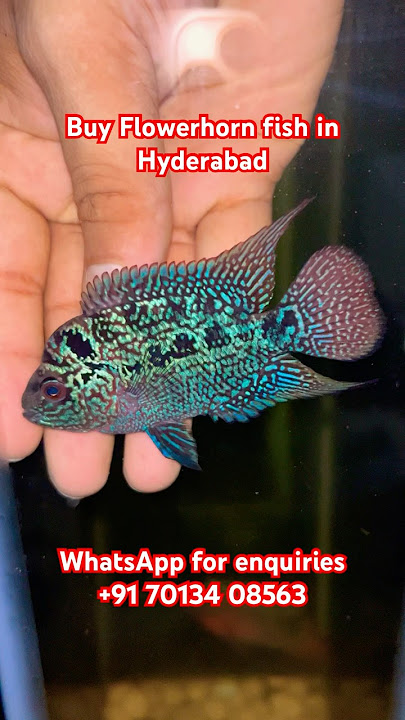 Buy Flowerhorn fish in Hyderabad WhatsApp for enquiries  91 70134 08563