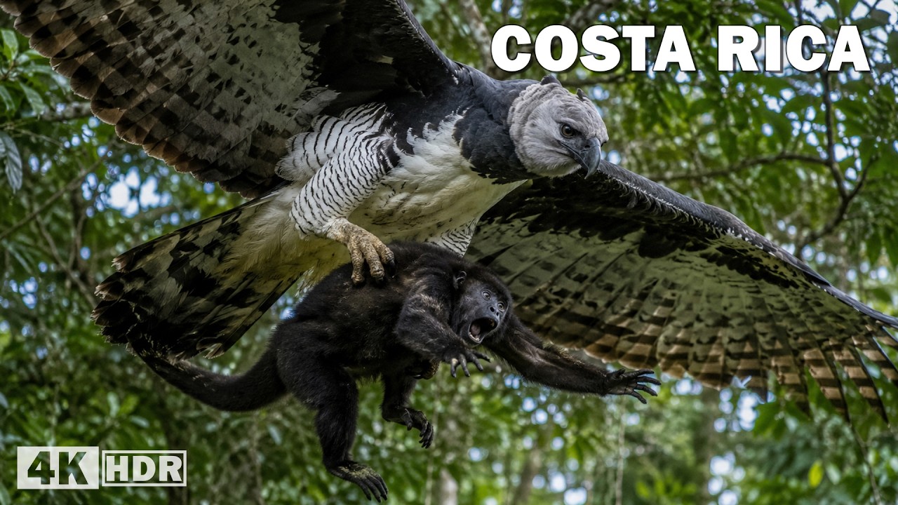 Costa Rica's Tropical Rainforest Biodiversity and Predator Ecosystems
