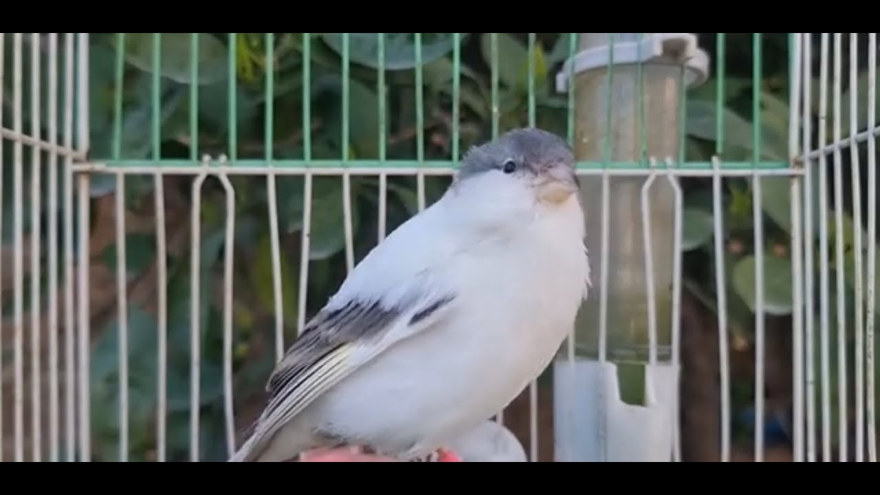 Beautiful Canary Bird Singing Song Non Stop Training Canaries - YouTube - Singing Tips For Song Canaries
