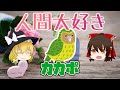 【ゆっくり解説】人間大好き！無防備カカポ【へんないきもの#5】