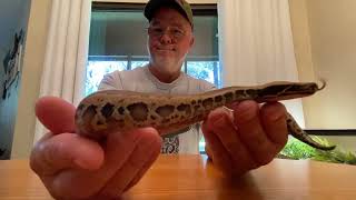 Unboxing of sorts, my new Sumatran red blood python 🪱
